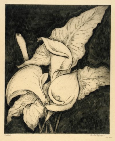 Callas von Bertha E. Jaques