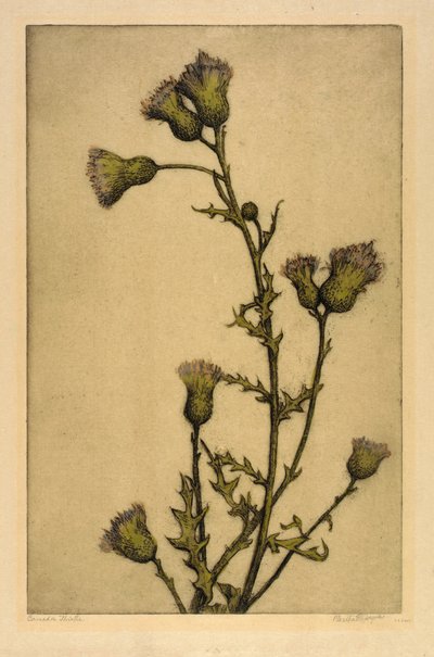 Kanadische Distel von Bertha E. Jaques
