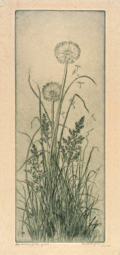 Löwenzahn im Gras von Bertha E. Jaques