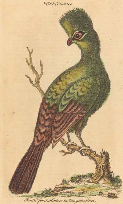 Der Turakovogel von British 18th Century