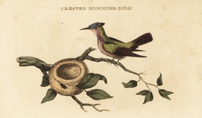 Antillen-Kammkolibri, Orthorhyncus cristatus von British School
