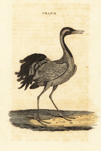 Jungfernkranich, Grus virgo von British School