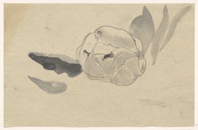 Blumenstudie von Carel Adolph Lion Cachet