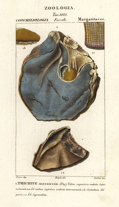 Fossil einer ausgestorbenen Austernart, Trihites plati von Carini Carini