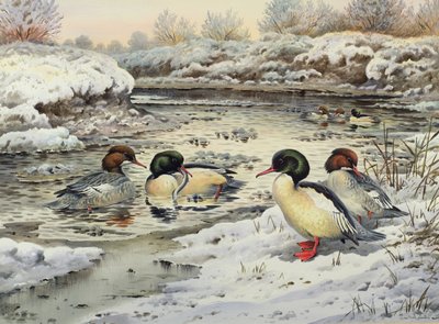 Gänsesäger von Carl Donner