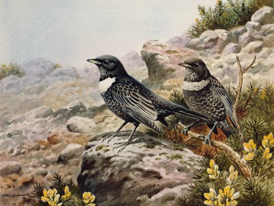 Ringdrosseln von Carl Donner