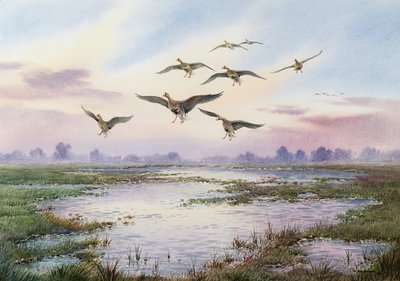 Blässgänse im Landeanflug von Carl Donner