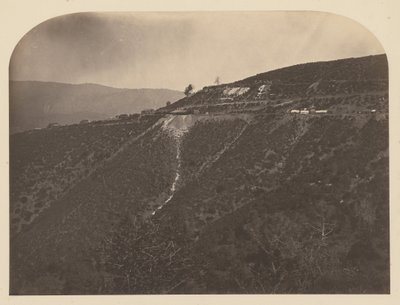 (Kiefernmine) von Carleton Watkins