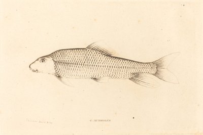 C. Aureolus von Charles Alexandre Lesueur