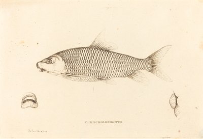 C. Macrolepidotus von Charles Alexandre Lesueur