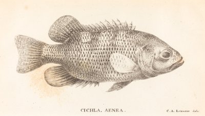 Cichla, Aenea von Charles Alexandre Lesueur