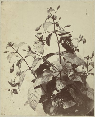 Blumenstillleben mit Fuchsie von Charles Hippolyte Aubry