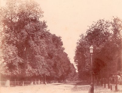 Allee gesäumt von Bäumen, 1850-53 von Charles Marville