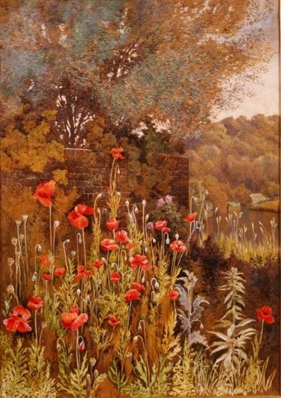 Mohnblumen am Flussufer von Charles Robertson