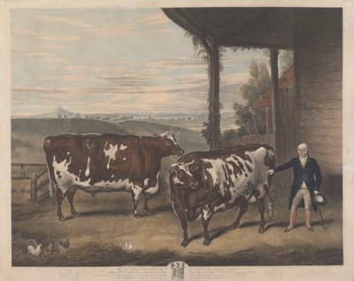Zwei Durham-Ochsen von Charles Turner