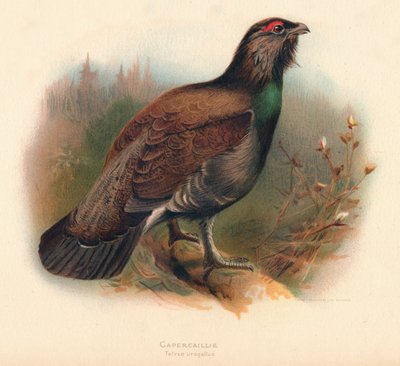 Auerhahn Tetrao urogallus, 1900 von Charles Whymper