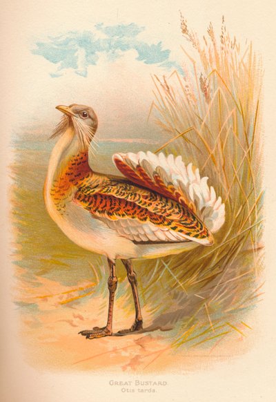 Großtrappe Otis tarda von Charles Whymper