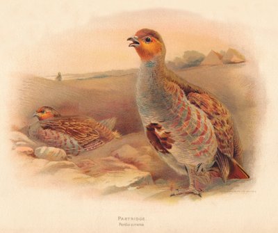 Rebhuhn Perdix cinerea, 1900 von Charles Whymper