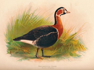 Rotbrustgans Branta ruficollis, 1900 von Charles Whymper