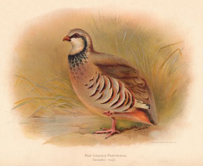 Rothuhn (Caccabus rufa), 1900 von Charles Whymper