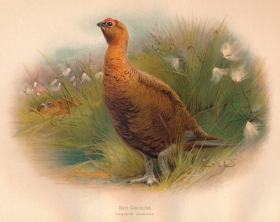 Moorschneehuhn Lagopus scoticus, 1900 von Charles Whymper
