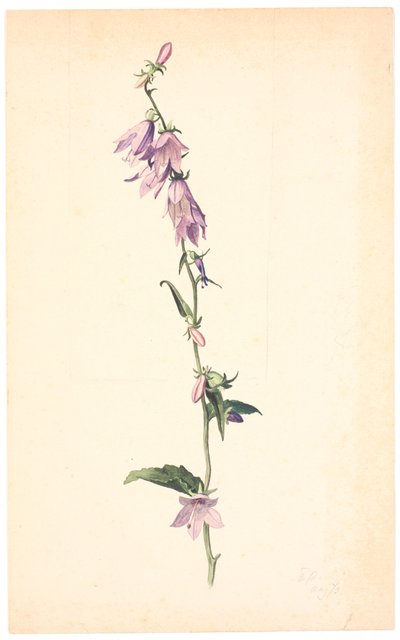 Glockenblume von Christen Dalsgaard