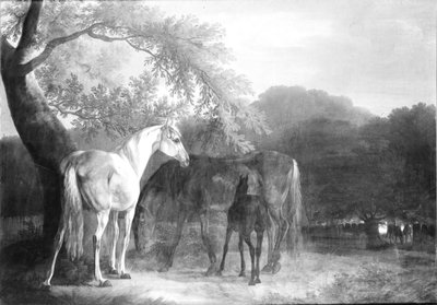 Pferde in Waldgegend von Christian David Gebauer