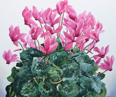 Cyclamen Porträt von Christopher Ryland