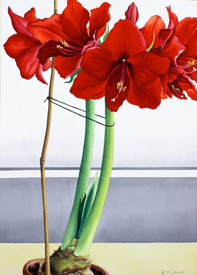 Rote Amaryllis 2 von Christopher Ryland