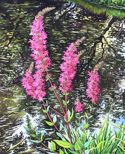 Wilde Blutweiderich von Christopher Ryland