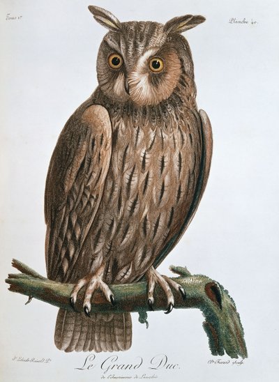 Der Uhu, 1799-1808 von Claude Fessard