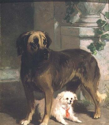 Ein Mastiff und ein Bichon von Conradyn Cunaeus