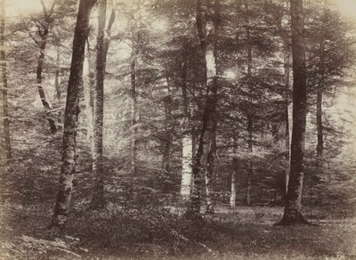 Ohne Titel (Der Wald von Fontainebleau) von Constant Alexandre Famin