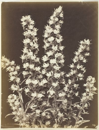 Ohne Titel [blühende Pflanze], ca. 1870 von Constant Alexandre Famin