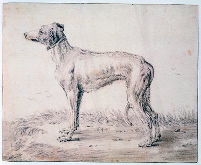 Windhund, 1644 von Cornelis Saftleven
