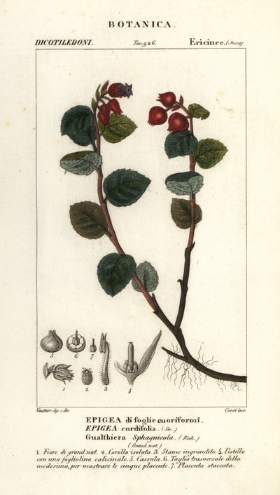 Teebeere, Gaultheria domingensis von Corsi Corsi