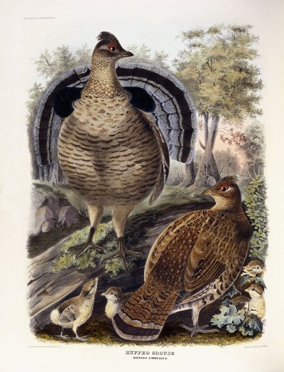 Raufußhuhn, 1865 von Daniel Girard Elliot