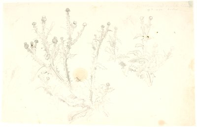 Studien von Disteln von Dankvart Dreyer