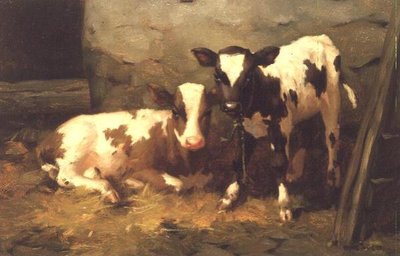 Kälber in einer Scheune von David Gauld
