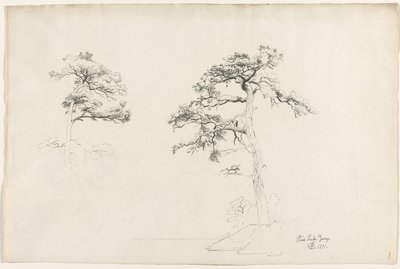 Kiefer, Lake George von David Johnson