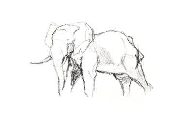 Bullenelefant von David Mayer
