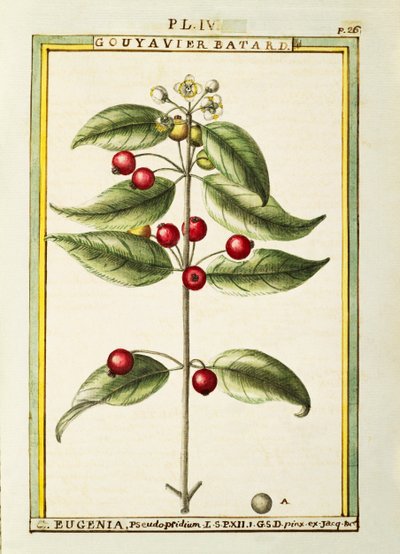Pinsel-Kirsche (Eugenia pseudo-pridium), Aquarell von Delahaye von Delahaye Delahaye