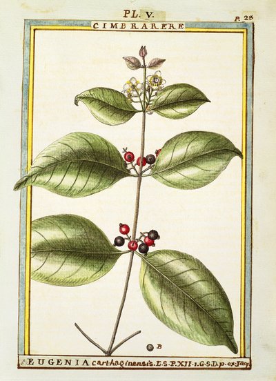 Eugenia Carthaginensis, Aquarell von Delahaye von Delahaye Delahaye