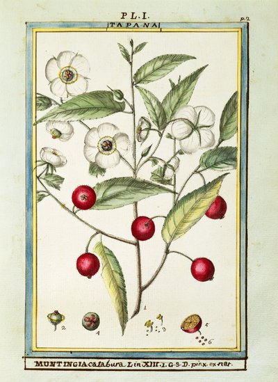 Jamaika-Kirsche (Muntingia calabura), Aquarell von Delahaye von Delahaye Delahaye