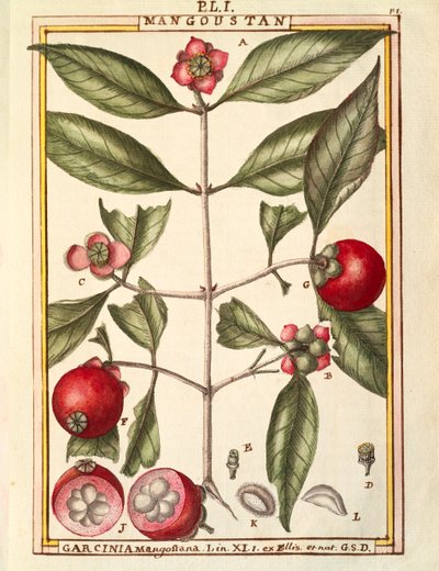 Mangostan (Garcinia mangostana), Aquarell von Delahaye von Delahaye Delahaye