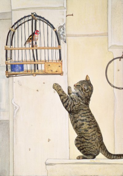 Der Essuaira-Vogel von Ditz