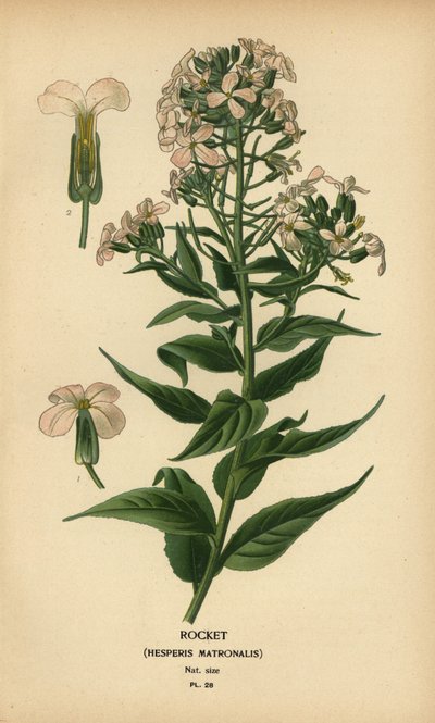 Nachtviole, Hesperis matronalis von Désiré Georges Jean Marie Bois