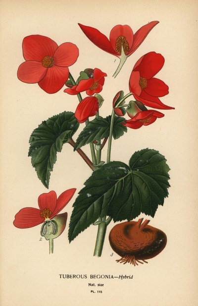 Knollenbegonie Hybrid von Désiré Georges Jean Marie Bois