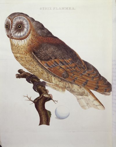 Schleiereule (Strix Flammea) 1796 von Dutch School