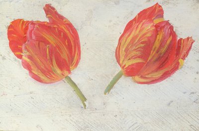 Studien von Tulpen, um 1830 von Dutch School